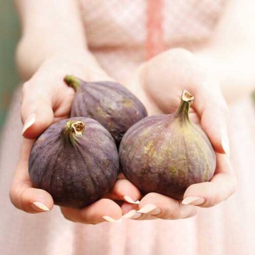 Figs in the Garden: A Global Passion